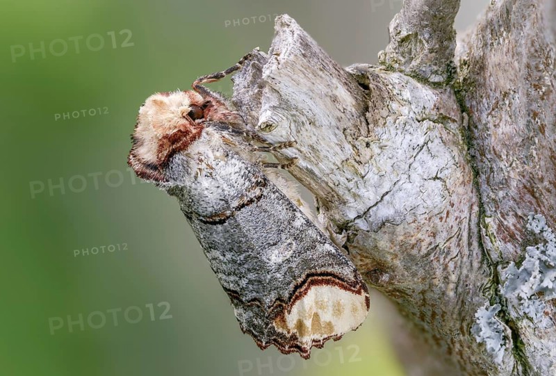 Buff tip, moonspot, moonbird, phalera bucephala, insects, moths, moths, butterflies