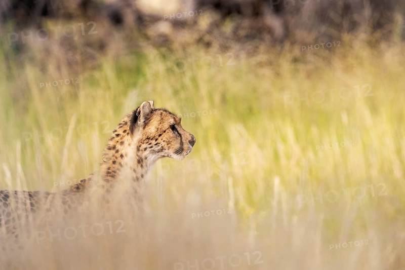 Cheetah (Acinonyx jubatus). Female. Kalahari Desert, Kgalagadi Transfrontier Park, South Africa