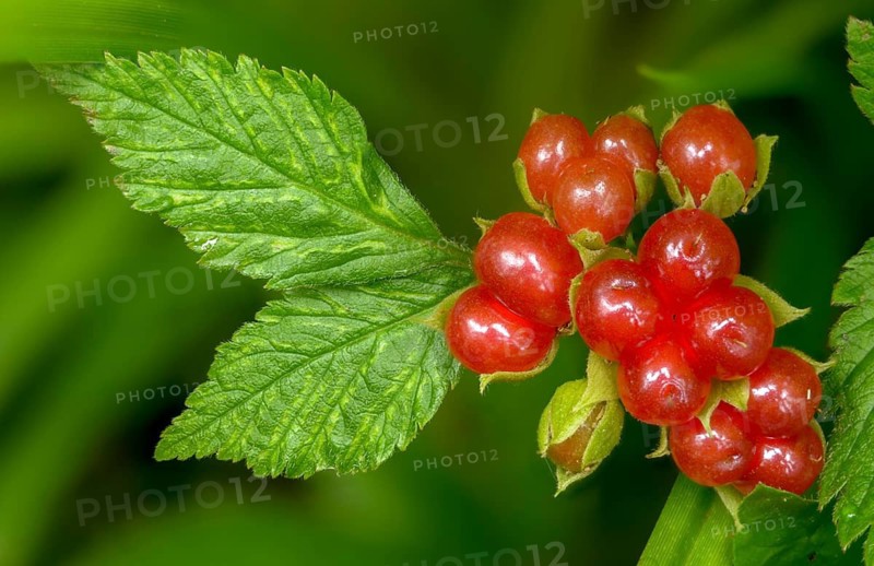 Rosaceae, rose family, rubus saxatilis, stone blackberry, flora, plants, plants, stone bramble