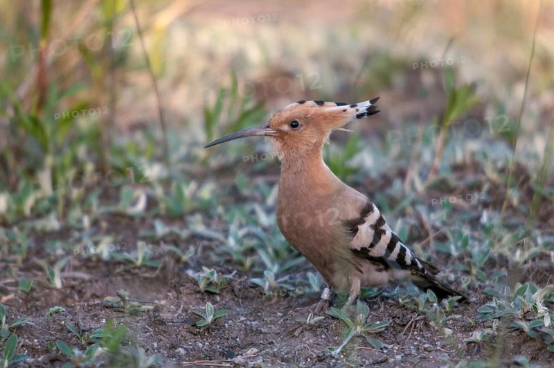 Brandenburg, Germany, Hoopoe, Nabu, national natural heritage, Grünhaus natural paradise, upupa epops, hoopoe, post-mining landscape, birds, green house, upupidae, birds