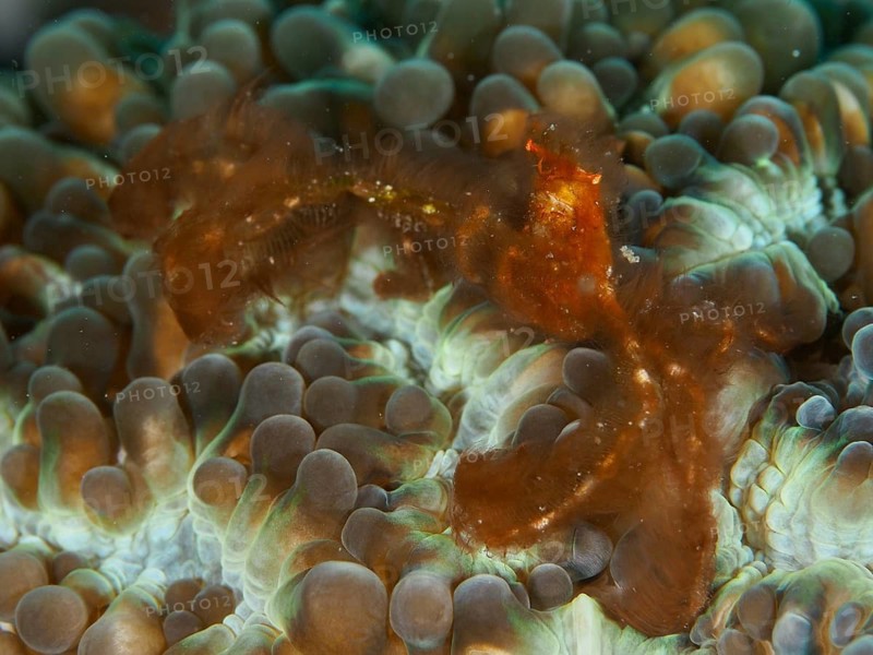 An orange crab, the orang-utan crab (Achaeus japonicus), on colourfully patterned coral formations, Gondol East dive site, Penyapangan, Bali, Indonesia
