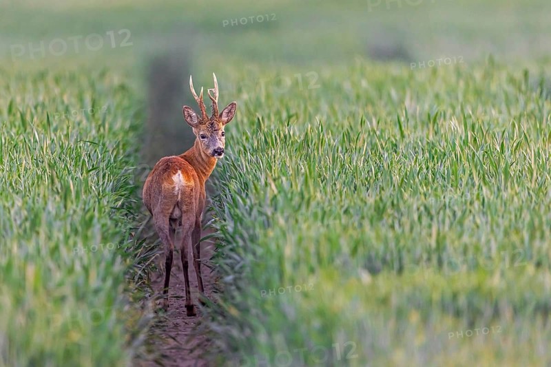 European roe deer (Capreolus capreolus) adult buck, male foraging in wheat field in spring