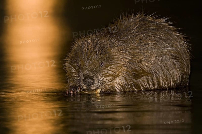 Animals, Mammals, European beaver at night, beaver dam, (Castor fiber), the Isar, Munich, Bavaria, Germany