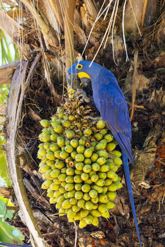 Hyacinth Macaw (Anodorhynchus hyacinthinus) Pantanal Brazil