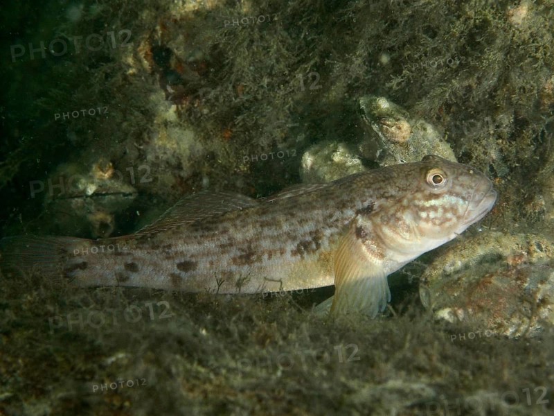 A resting goby, the black goby (Gobius niger), hiding amongst rocks and seaweed, at the Margareta af Vätö wreck dive site, Konabbsfjärden, Nynäshamn, Stockholm, Sweden
