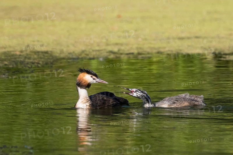 A great crested grebe (Podiceps cristatus) interacts with its chick on a tranquil lake in Hesse, Germany