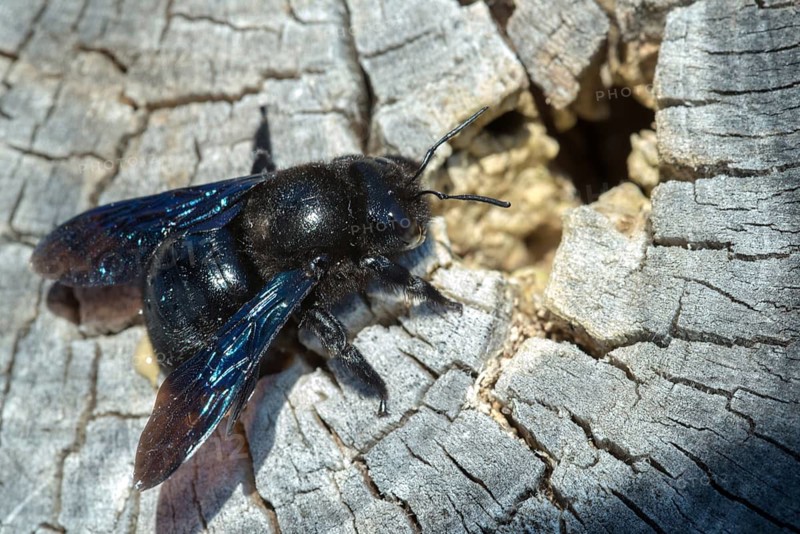 Apidae, bees, blue wood bee, large wood bee, hymenoptera, violet-winged wood bee, xylocopa violacea, insects, insects, violet carpenter bee