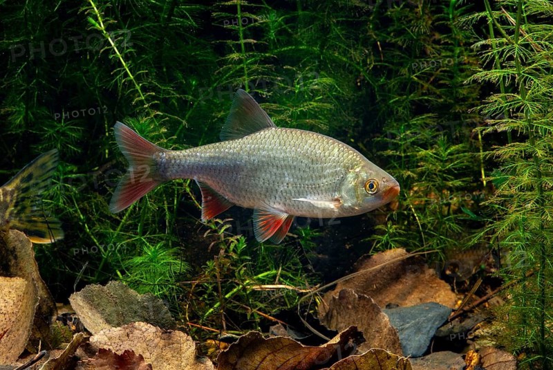 Red lead, rudd, rubella, scardinius erythrophthalmus, fake roach, fish, fishes, pisces