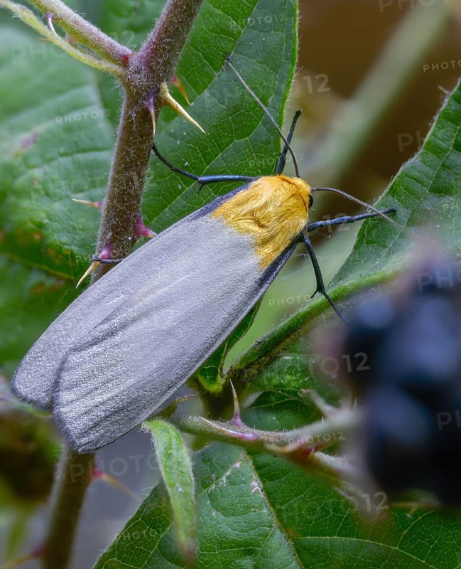 Four-spotted footman, large lichen bear, lithosia quadra, oeonistis quadra, four-spotted lichen bear, high size, portrait format, insects, moths, moths, moths, butterflies