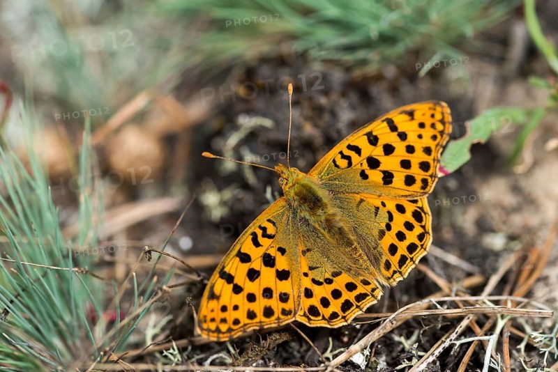 Argynnis Lathonia, Issoria Lathonia, Little Mother of Pearl Butterfly, Queen of Spain Fritillary, Butterfly, Insects, Butterfly, Butterflies