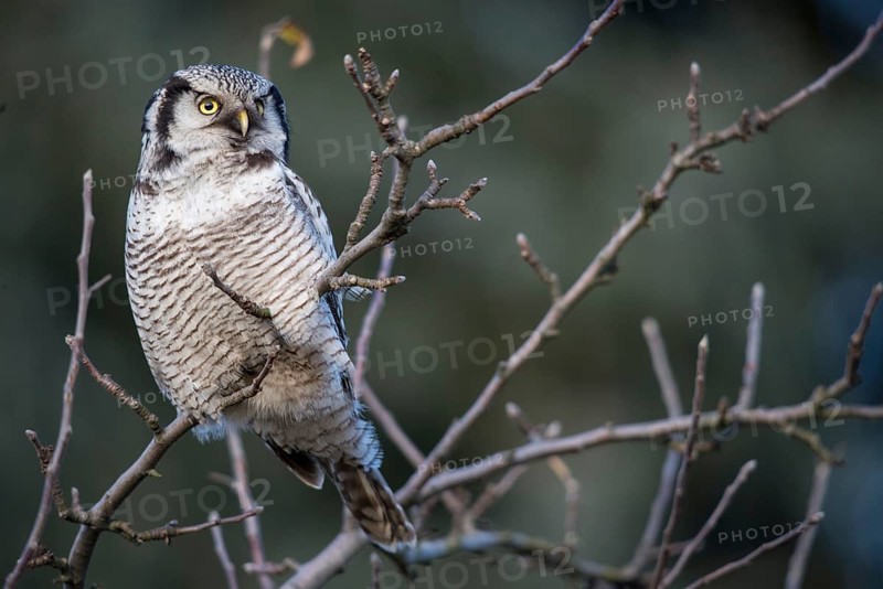 Hawk owl, sparrow owl, surnia ulula, birds, owls, northern hawk owl, owls, strigiformes, birds