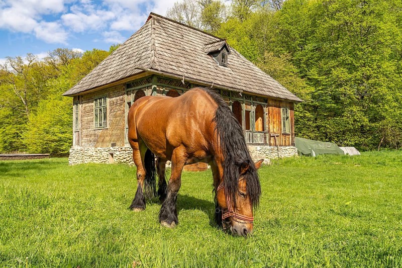 Horse grazing in the meadow in front of and traditional building in the ASTRA Museum of Traditional Folk Culture in Sibiu or Sibiu, Transylvania, Romania