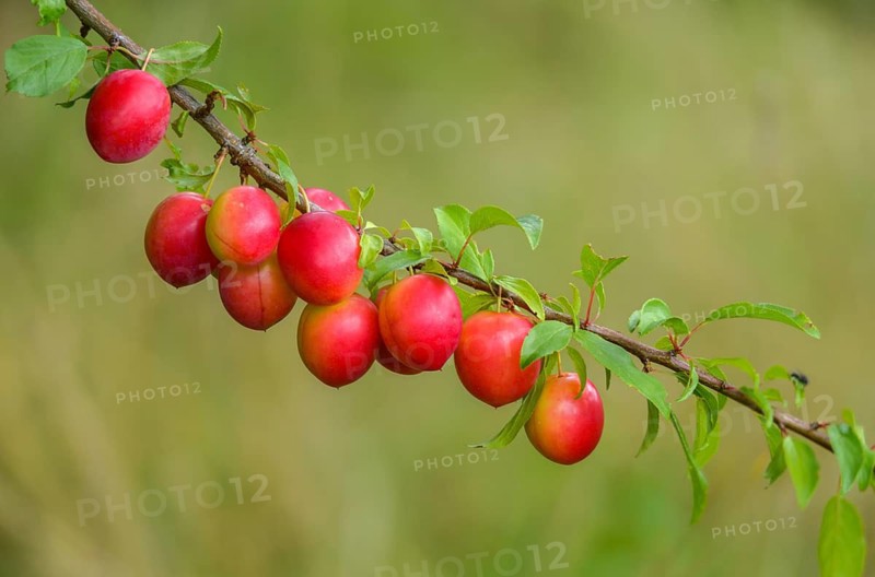 Yellow plum, mirabelle, Prunus domestica subsp. syriaca, rosaceae, rose family, flora, plants