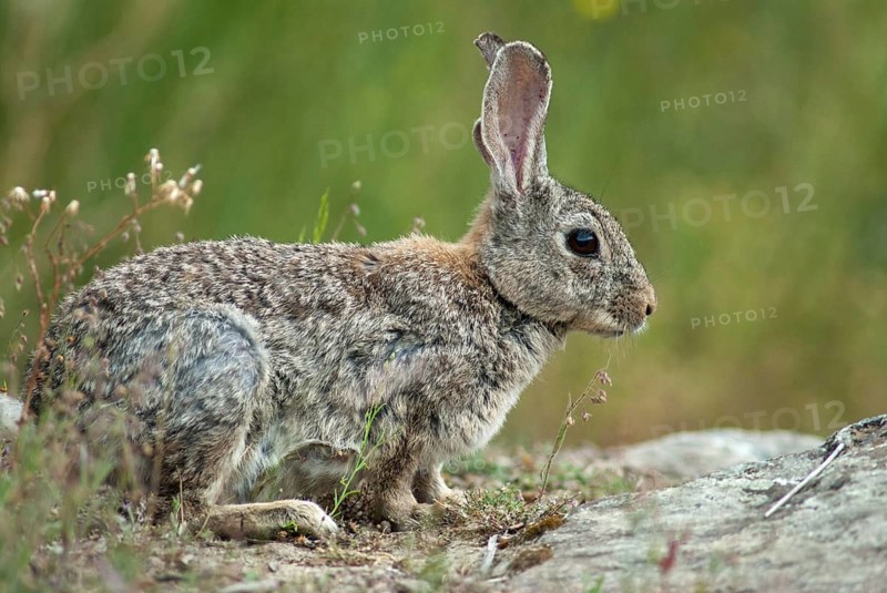 European rabbit, hare-like, rabbit, oryctolagus cuniculus, wild rabbit, Extremadura, mammals, rabbit, Spain, mammals