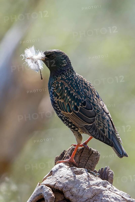 Star, Starling, Sturnus Vulgaris, Birds, Feather, High Size, Portrait, Nest Building, Nest Building, Passeri, Songbirds, Birds
