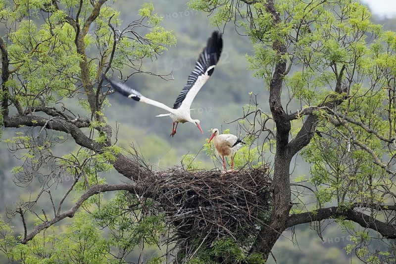 White stork (Ciconia ciconia), pair on the nest in a tree, Algarve, Portugal