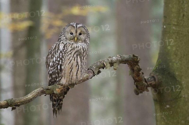 Animals, birds, owls, owl, Ural owl (Strix uralensis), Bavarian Forest National Park, Altschönau, Bavaria, Germany