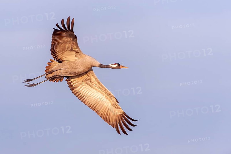 A crane (Grus grus) in flight, Fågelsjö, Gävleborg County, Sweden