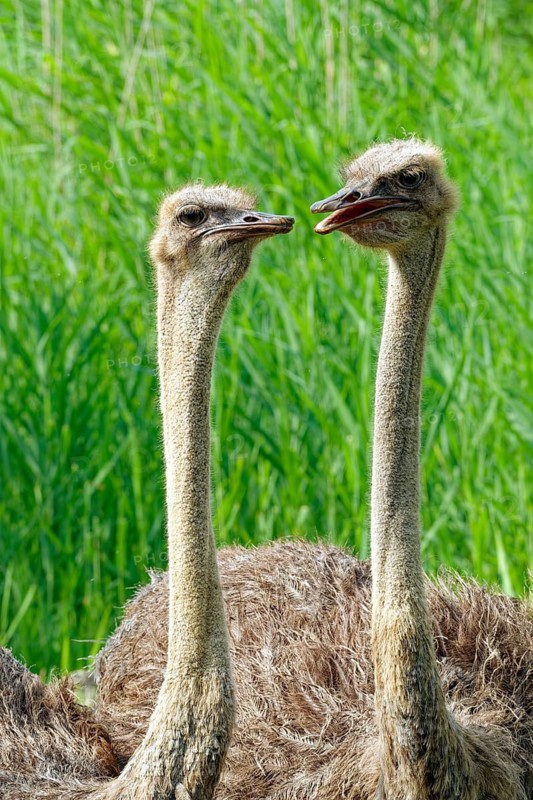 South African ostrich (Struthio camelus australis), female, bird, in captivity, found in savannahs, steppes and semi-deserts