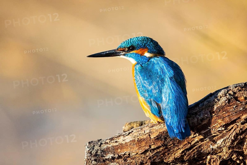 Kingfisher (Alcedo atthis) ml Germany