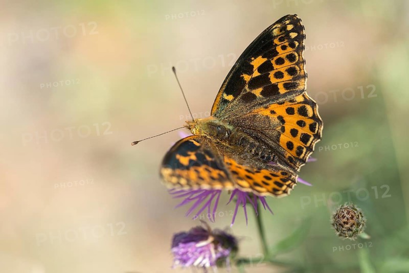 Aberration, argynnis lathonia, issoria lathonia, small mother-of-pearl butterfly, queen of Spain fritillary, butterfly, insects, butterfly, butterflies