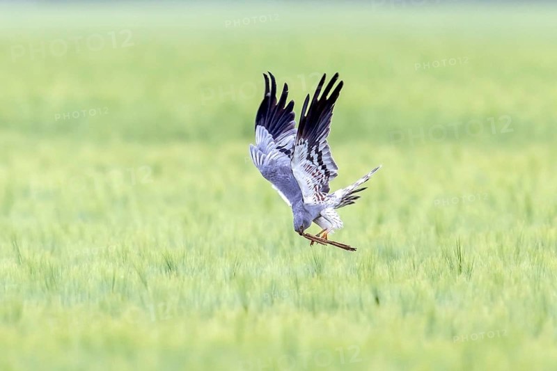 Montagu's harrier (Circus pygargus) adult male bringing reed stem in beak as nesting material for nest building in wheat field, farmland in spring