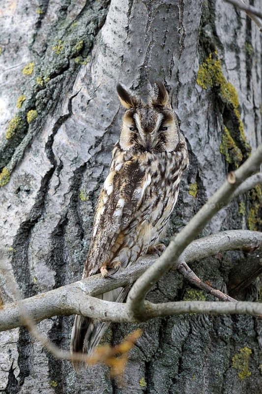 Animals, birds, owl, owls, a long-eared owl (Asio otus) perched on a tree trunk, well camouflaged, Bavaria, Bavaria, Federal Republic of Germany