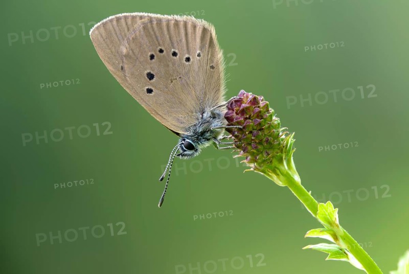 Ant blue, dark meadowbutton ant blue, dusky large blue, glaucopsyche nausithous, maculinea nausithous, phengaris nausithous, black blue meadowbutton ant blue, meadow button ant blue, butterfly, insects, butterfly, butterflies, insects, butterflies, butterflies, butterflies