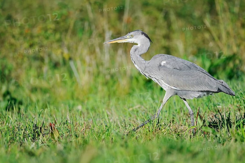 Grey heron (Ardea cinerea) in a meadow, North Rhine-Westphalia, Germany