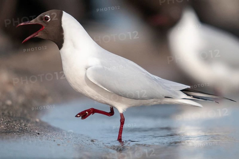 Black-headed gull, Chroicocephalus ridibundus, black-headed gull, Larus ridibundus, adult, birds, charadriiformes, adult, sexually mature, gulls, limicols, seagulls, birds