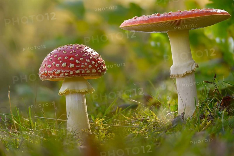 Amanita muscaria, toadstool, red toadstool, bullets, fly agaric, fly amanita, fungi, fungi, mushrooms