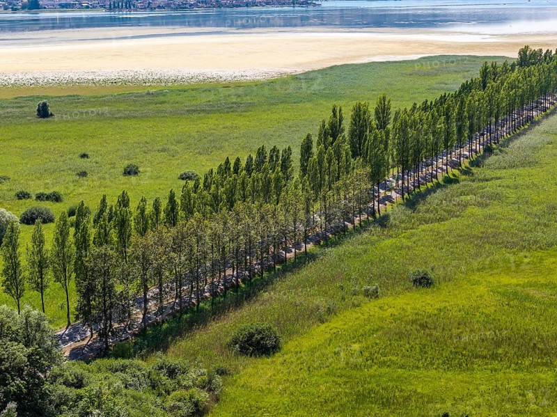 The 1, 300 meter long poplar alley on Reichenauer Damm connects the mainland near Constance with the UNESCO World Heritage island of Reichenau in Lake Constance. The distinctive dam marks the southern end of the German Avenue Road. The water level on Lake Constance is well below normal. Wollmatinger Ried landscape. Reichenau, Baden-Württemberg, Germany