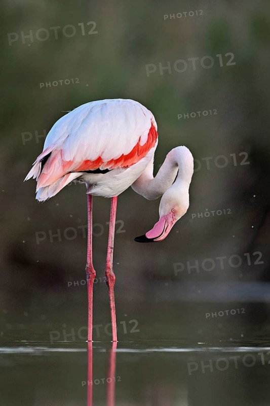 A greater flamingo (Phoenicopterus roseus), standing in the water, Camargue Regional Nature Park, southern France