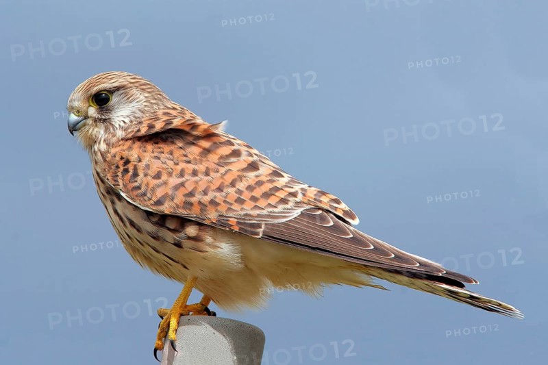 Animals, birds, birds of prey, falcons, kestrels, falcon, Common Kestrel, (Falco tinnunculus), perch, Germany