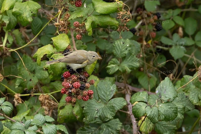 Common chiffchaff (Phylloscopus collybita) adult bird on blackberries fruit in a hedgerow in summer, England, United Kingdom