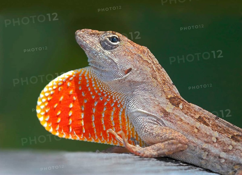 Animals, lizards, iguana, lizard, anole (Anolis equestris), Florida, Florida, United States