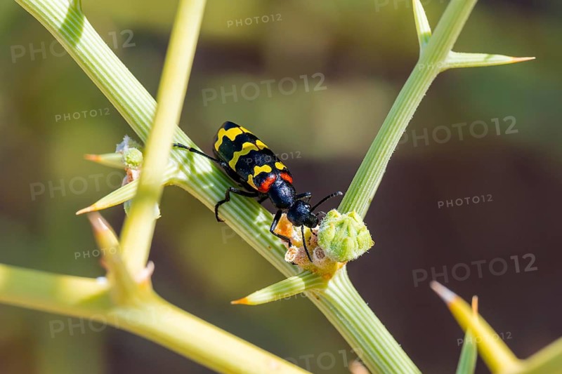 Zigzag Blister Beetle (Hycleus zigzagus), Namib Desert, Namib Naukluft Park, Namibia