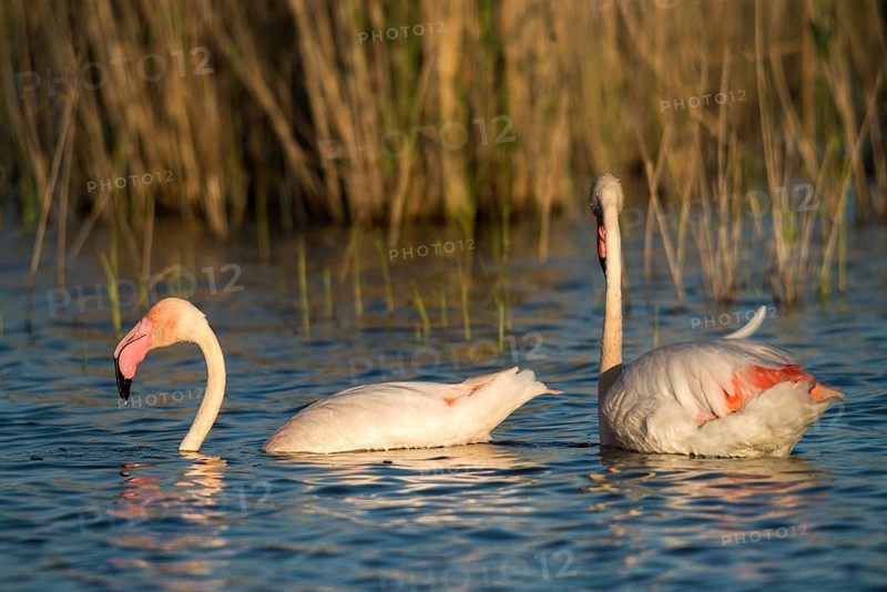 Afro-Asian Greater Flamingo, Eurasian Flamingo, European Flamingo, Granelli, Greater Flamingo, Italy, Pantano Cuba Lagoon, Pantano Longarini Lagoon, Pantani Cuba and Longarini, Phoenicopterus Roseus, Rosy Flamingo, Migratory Bird Sanctuary Pantani Cuba & Longarini, Birds, Ciconiiformes, Flamingo, Italy birds, Sicily, Foundation for Biodiversity, stork birds, birds