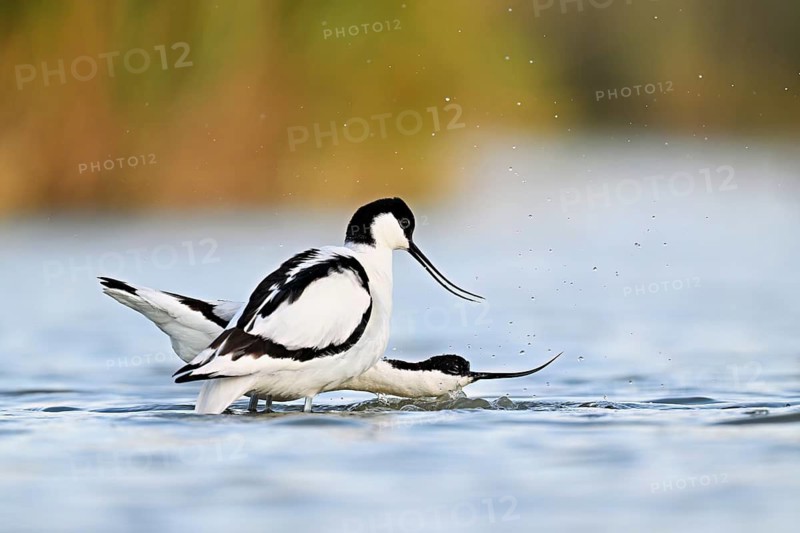 Avocet (Recurvirostra avosetta), a pair mating in shallow water, Camargue Regional Nature Park, southern France, France