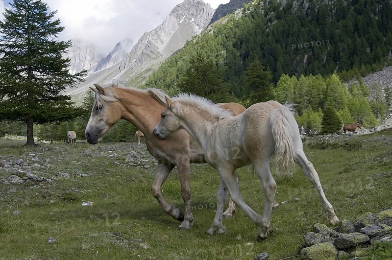 Animals, mammals, horse, horse, ungulate, Haflinger horse with foal, mare, Pfoss Valley, South Tyrol, Italy