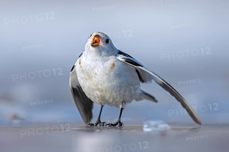 Snow bunting (Plectrophenax nivalis nivalis, Emberiza nivalis) male calling on the frozen tundra in spring, Svalbard, Spitsbergen, Norway