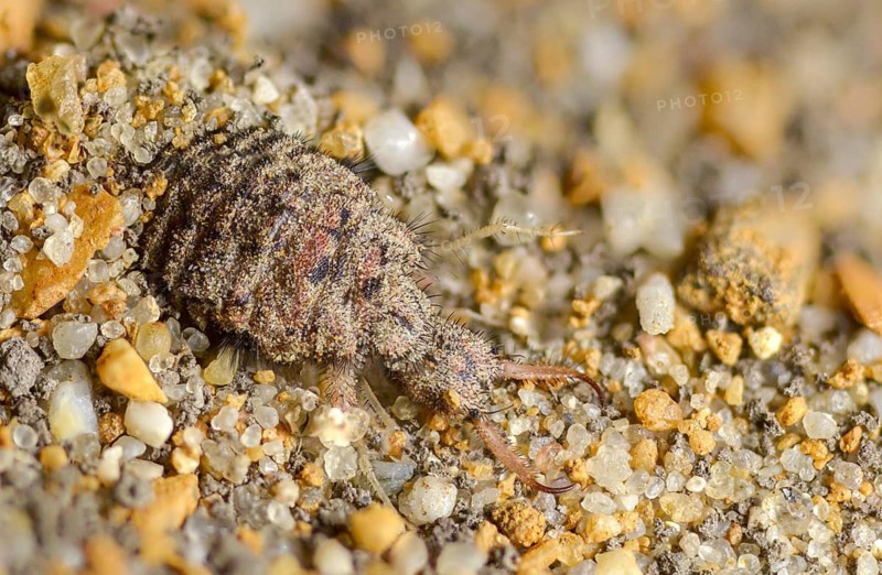 Ant maids, ant lion, Euroleon nostras, spotted winged ant maid, Myrmeleontidae, Neuroptera, Suffolk antlion, insects, larva, larva, reticulated