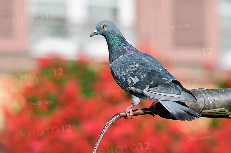 A rock pigeon (Columba livia f. domestica) perched on a gargoyle by a fountain, Ribeauville, Haut-Rhin, Alsace, Grand Est, France