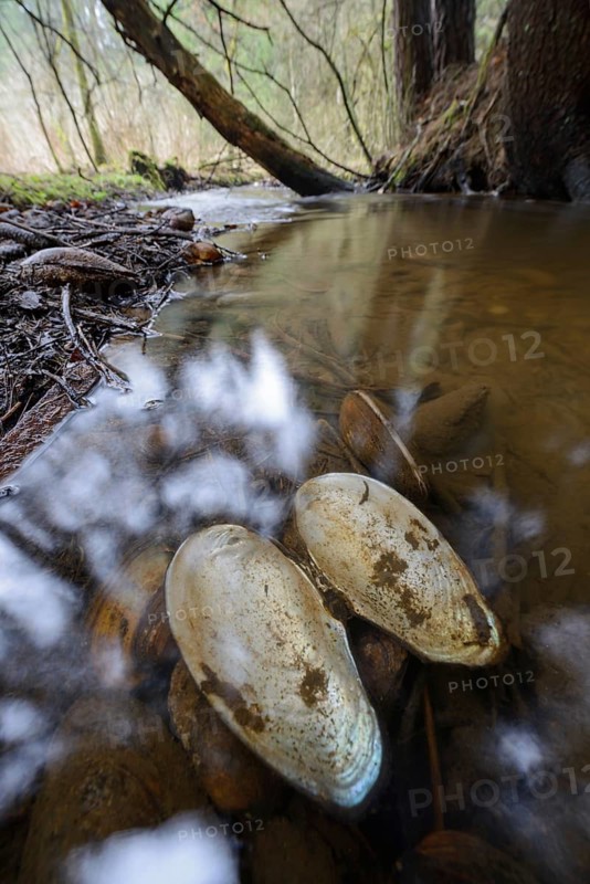 Freshwater mussels and their shells lie in a stream, small river mussels (Unio crassus), freshwater mussel, mussel, river mussel