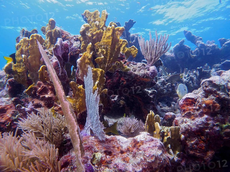A vibrant coral reef with various species of coral, including the leafy fire coral (Millepora complanata), and vivid colours underwater, dive site: John Pennekamp Coral Reef State Park, Key Largo, Florida Keys, Florida, USA