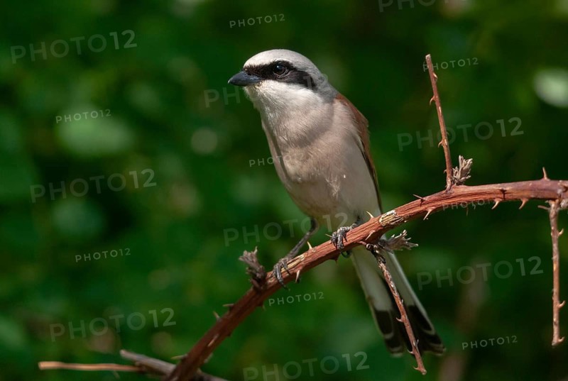 Brandenburg, Germany, Lanius Collurio, Nabu, Nabu project, national natural heritage, Grünhaus natural paradise, red-backed shrike, red-backed shrike, post-mining landscape, birds, green house, male, passeri, songbirds, birds, shrikes