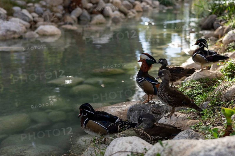 A group of ducks relaxes on the grassy bank beside a clear water feature in a hotel garden in Turkiye. The serene environment showcases smooth stones and lush greenery, ideal for enjoying nature