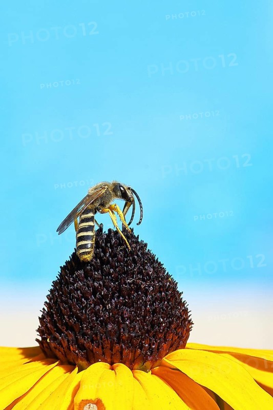 Yellow-banded furrow bee (Halictus scabiosae), on a yellow coneflower (Echinacea paradoxa), Wilnsdorf, North Rhine-Westphalia, Germany