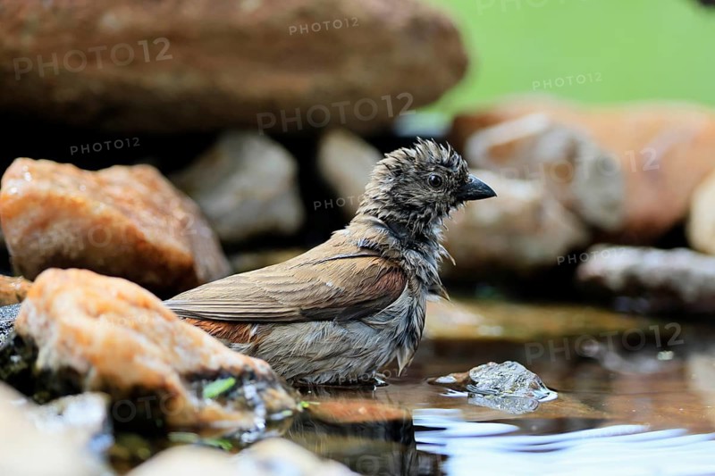 Damarasparrow (Passer diffusus), adult, in the water, bathing, Kruger National Park, South Africa