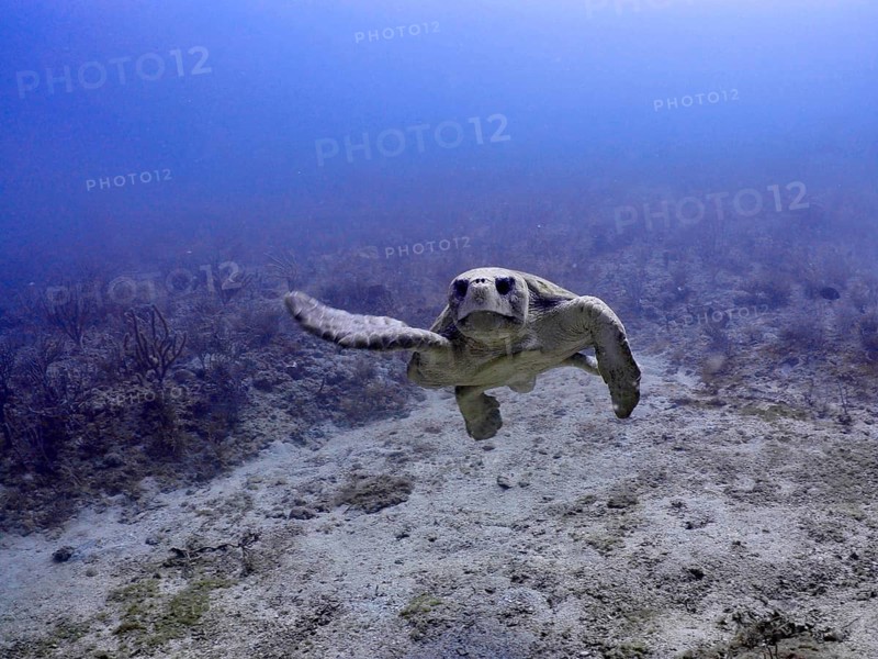 A loggerhead sea turtle (Caretta caretta) swims gracefully through the vast blue underwater world, at the Breakers dive site, Palm Beach, Florida, USA